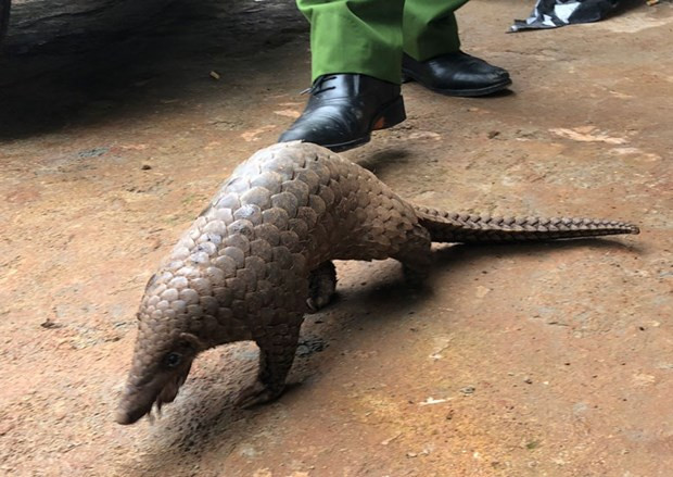 Wildlife trafficker arrested in Lam Dong province ảnh 1