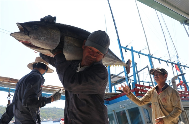 Vietnam becomes largest tuna exporter of Israel ảnh 1 Vietnam becomes largest tuna exporter of Israel ảnh 1