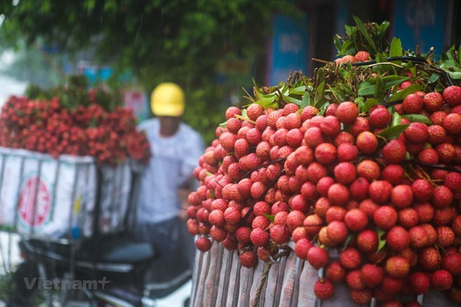 Bac Giang earns 5.4 trillion VND from lychees ảnh 1 Bac Giang earns 5.4 trillion VND from lychees ảnh 1