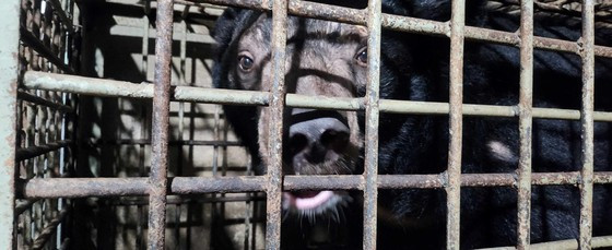 Two captive bears rescued in southern Binh Duong province ảnh 1