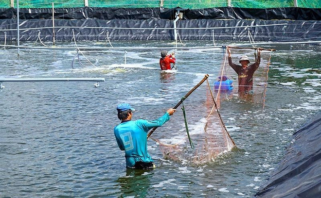 Central bank launches 15 trillion VND credit package to support forestry, fishery businesses ảnh 1