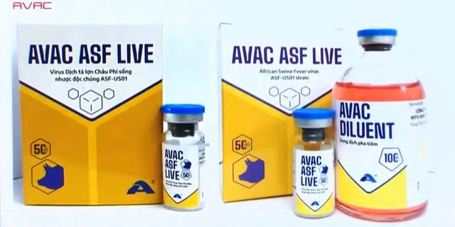 Swine fever vaccines approved for nationwide use ảnh 1