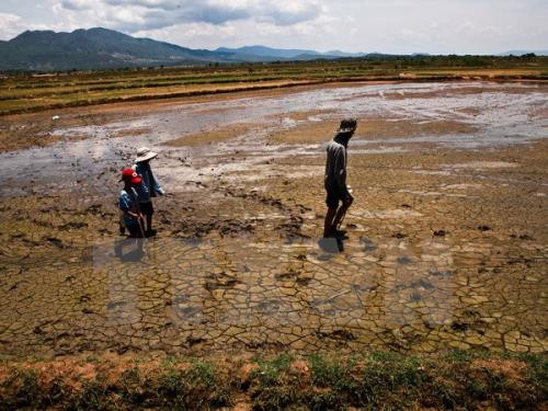 Proper irrigation helps Mekong Delta cope with water crisis ảnh 1