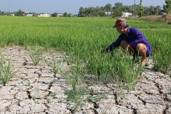 Drought takes heavy toll on crops in central, Central Highlands region ảnh 1