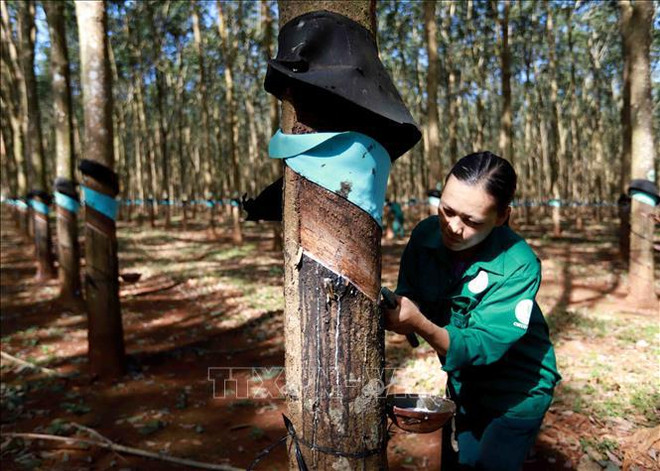 Two SOEs given financial support for employment of ethnic minority workers ảnh 1