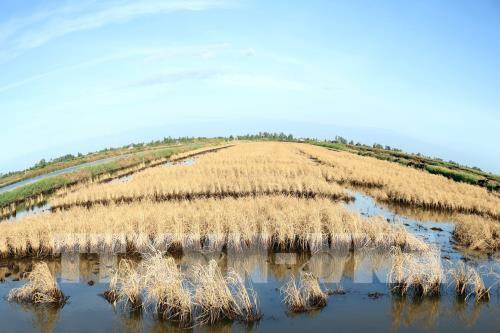 Localities asked to stay active in coping with water scarcity ảnh 1