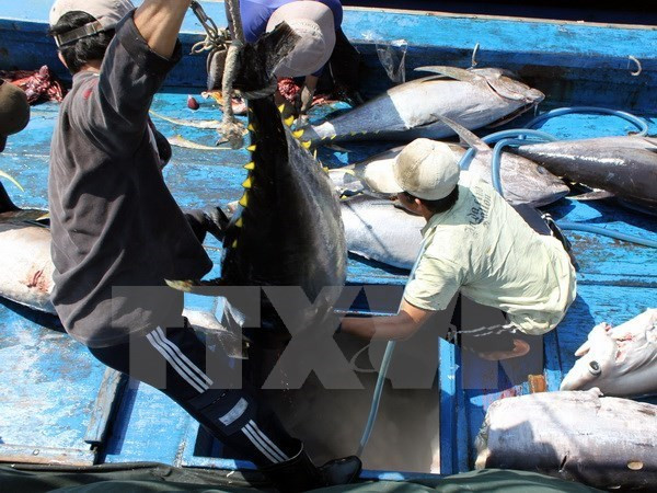 Tuna exports expand 10 percent in 2019 ảnh 1