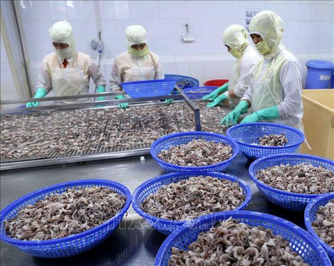 Squid, octopus exports to China remain on the rise ảnh 1