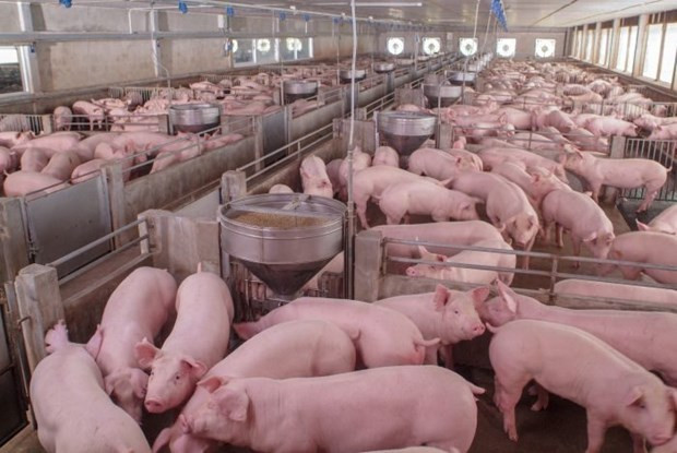 Russia becomes largest pork supplier to Vietnamese market ảnh 1 Russia becomes largest pork supplier to Vietnamese market ảnh 1