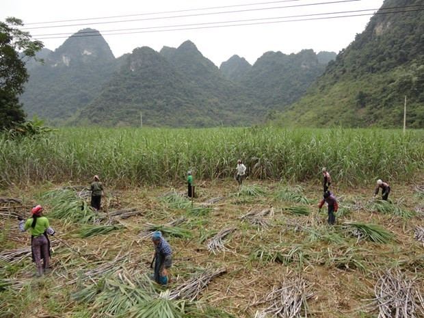 Anti-dumping, countervailing duty imposed on cane sugar from Thailand ảnh 1
