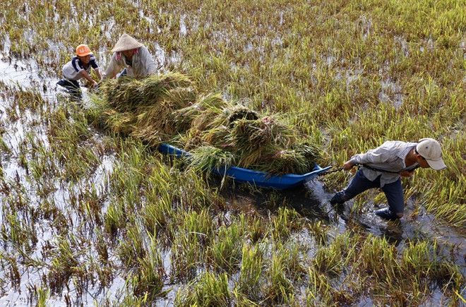 Rain, wind batter Mekong farms ảnh 1 Rain, wind batter Mekong farms ảnh 1
