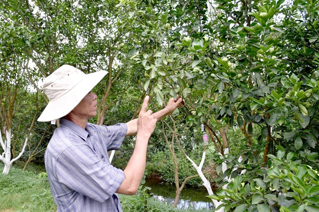 Dong Thap preserves endangered pink mandarin ảnh 1 Dong Thap preserves endangered pink mandarin ảnh 1
