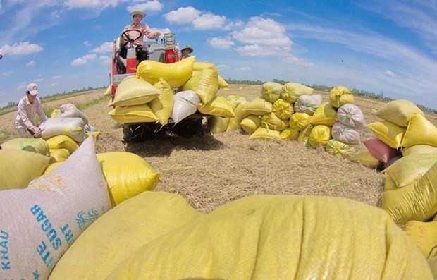 Opportunity for Vietnam to export rice to Australia ảnh 1 Opportunity for Vietnam to export rice to Australia ảnh 1