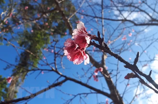 Japanese cherry trees presented to Bac Ninh province ảnh 1