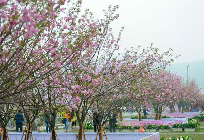 Sakura blossoms on display at VN-Japan cultural festival this weekend ảnh 1