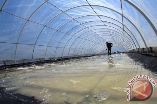 Indonesia to import 3.7 mln tonnes of industrial salt this year ảnh 1