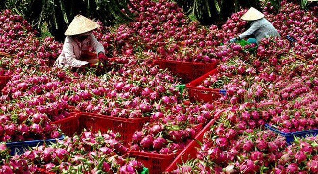 Mekong Delta city expects to increase fruit exports ảnh 1