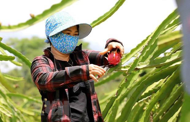 Vietnam seeks to secure sustainable development for dragon fruit sector ảnh 1 Vietnam seeks to secure sustainable development for dragon fruit sector ảnh 1