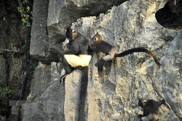 Exploring nine Ramsar sites of Vietnam ảnh 4