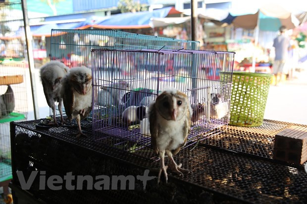 Forest protection forces crack down on country’s largest wildlife market ảnh 1 Forest protection forces crack down on country’s largest wildlife market ảnh 1