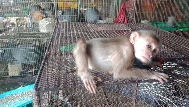 Forest protection forces crack down on country’s largest wildlife market ảnh 9 Forest protection forces crack down on country’s largest wildlife market ảnh 9