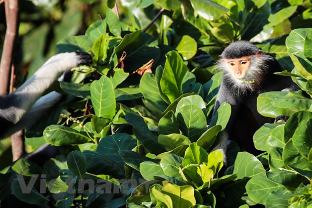 Son Tra Peninsula – Green kingdom of “Queen of primates” ảnh 1 Son Tra Peninsula – Green kingdom of “Queen of primates” ảnh 1