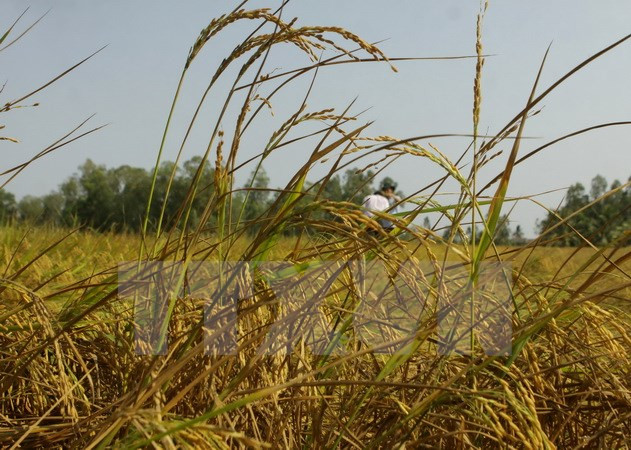 Southern rice output drops over drought, saline intrusion ảnh 1
