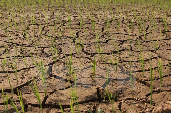 Drought may last several months: deputy environment minister ảnh 1