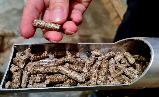 Wood sector to earn more on woodchips, pellets ảnh 1