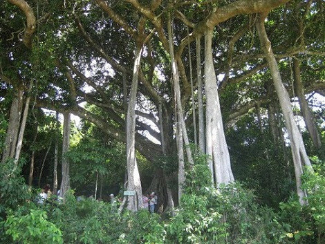 Ancient banyan tree lures visitors to Quang Ngai ảnh 1 Ancient banyan tree lures visitors to Quang Ngai ảnh 1