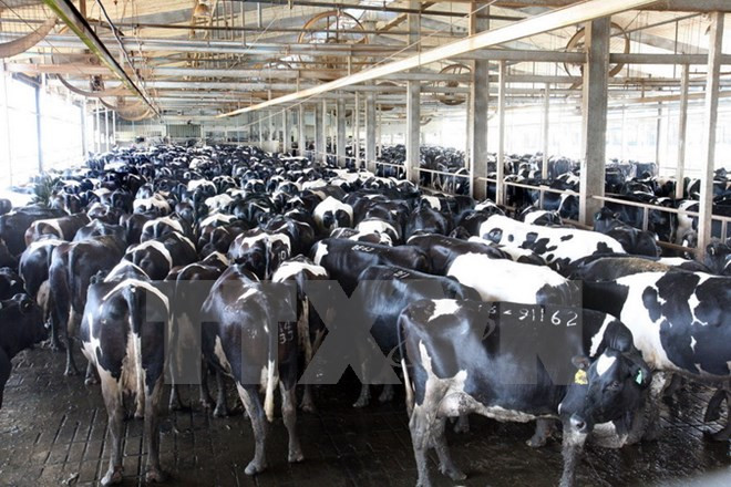 TH True Milk grabs attention at Russian int’l dairy forum ảnh 1 TH True Milk grabs attention at Russian int’l dairy forum ảnh 1