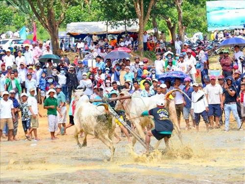 Ox racing festival in An Giang gears towards international status ảnh 1