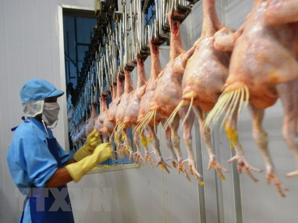 Vietnam exports processed chicken to Russia ảnh 1