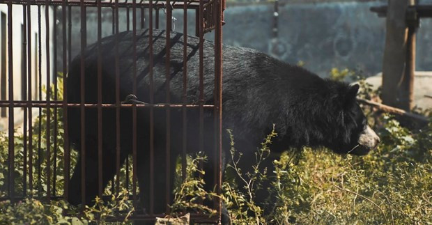 New short film released to call for end to bear farming ảnh 1 New short film released to call for end to bear farming ảnh 1