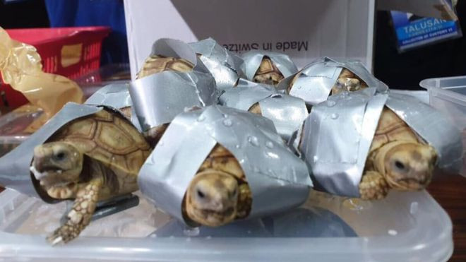 Philippines seizes over 1,500 tortoises in luggage ảnh 1