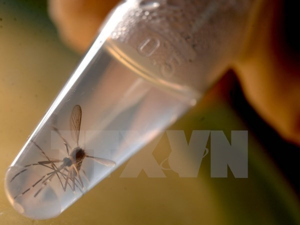 ASEAN health ministers battle with Zika in teleconference ảnh 1