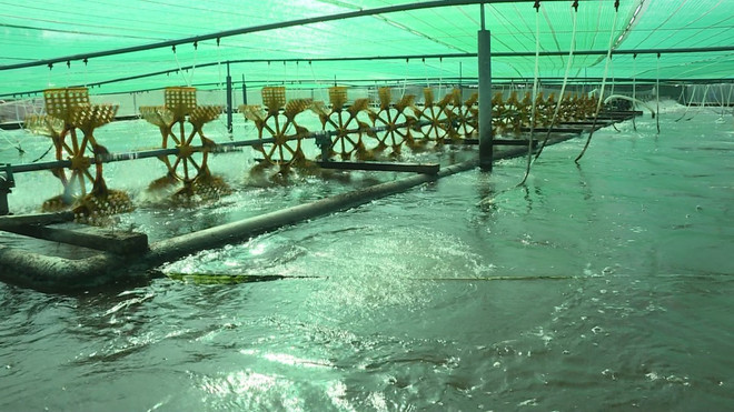 Bac Lieu strives to become national shrimp industry’s centre ảnh 2 Bac Lieu strives to become national shrimp industry’s centre ảnh 2