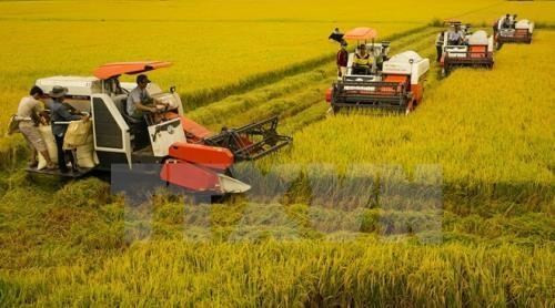 Vietnam aims to reduce greenhouse gas emissions in rice sector ảnh 1