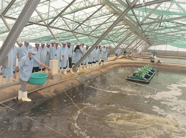 Bac Lieu strives to become national shrimp industry’s centre ảnh 1 Bac Lieu strives to become national shrimp industry’s centre ảnh 1