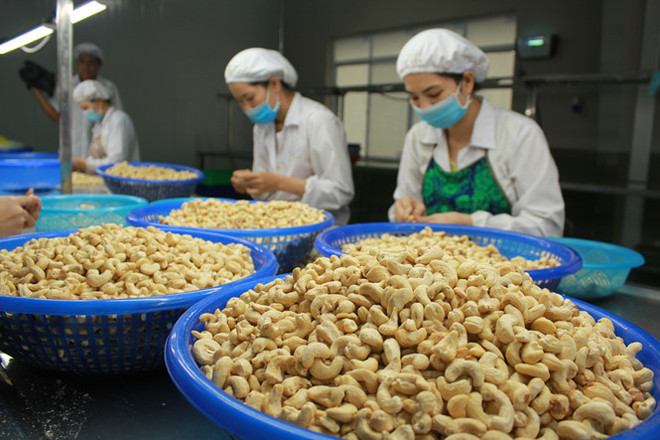 Great progress reported in settlement of suspected cashew nut scam in Italy ảnh 1