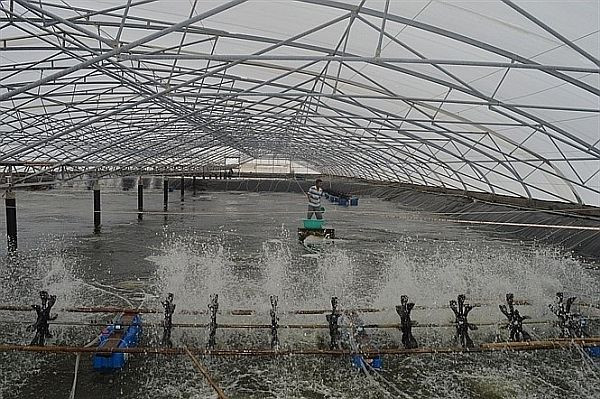 Ba Ria – Vung Tau develops hi-tech aquaculture ảnh 1