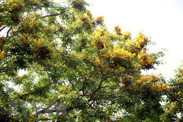 Tourism festivals underway in Quang Nam, Nghe An, Lao Cai ảnh 1 Tourism festivals underway in Quang Nam, Nghe An, Lao Cai ảnh 1