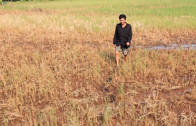 Climate change inflicts damage on rice in Mekong Delta provinces ảnh 1 Climate change inflicts damage on rice in Mekong Delta provinces ảnh 1