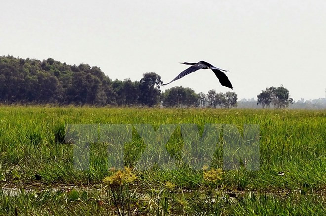 Over 2,000 rare storks come to reside in Tram Chim santuary ảnh 1