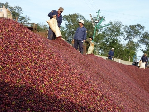 Coffee firms want State help ảnh 1 Coffee firms want State help ảnh 1