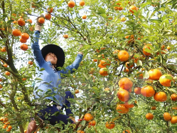 Ministry recognises 28 high-tech agricultural firms ảnh 1 Ministry recognises 28 high-tech agricultural firms ảnh 1
