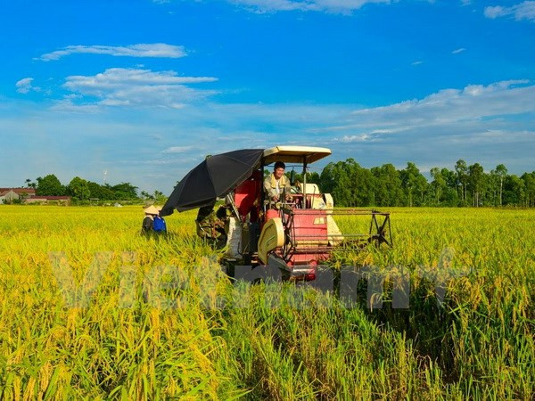 Vietnam to reform rice production, improve exports ảnh 1 Vietnam to reform rice production, improve exports ảnh 1