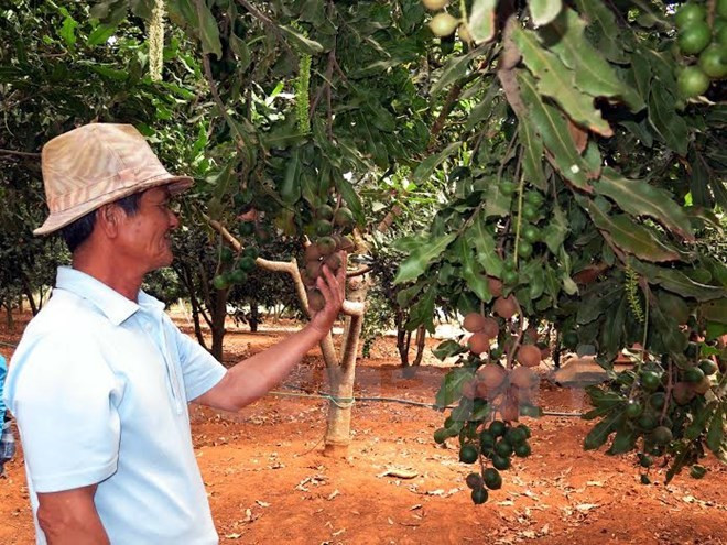 LienVietPostBank funds macadamia growing in Lam Dong ảnh 1 LienVietPostBank funds macadamia growing in Lam Dong ảnh 1