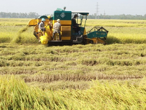 Project launched in Thai Binh to promote sustainable rice production ảnh 1 Project launched in Thai Binh to promote sustainable rice production ảnh 1