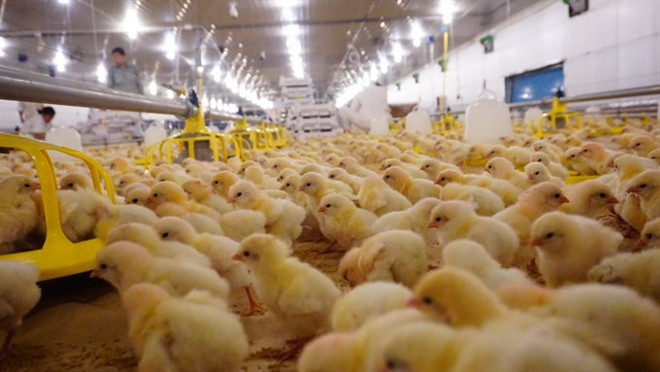 Poultry firm imports top-notch chickens ảnh 1 Poultry firm imports top-notch chickens ảnh 1